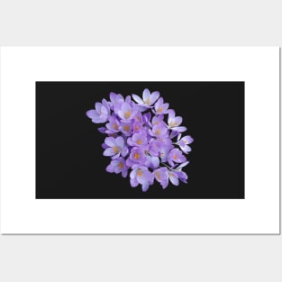 Crocus Flower Posters and Art